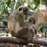 Kotawiec jasnonogi - Chlorocebus sabaeus - Green monkey
