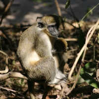 Kotawiec jasnonogi - Chlorocebus sabaeus - Green monkey