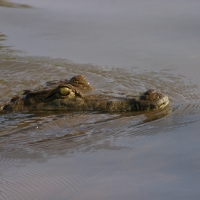 Krokodyl nilowy - Crocodylus niloticus - Nile crocodile