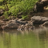 Krokodyl nilowy - Crocodylus niloticus - Nile crocodile