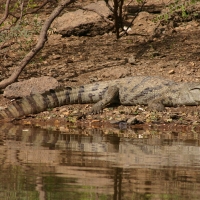 Krokodyl nilowy - Crocodylus niloticus - Nile crocodile