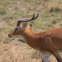 Kob żółty - Kobus kob - Kob