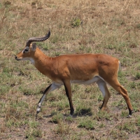 Kob żółty - Kobus kob - Kob