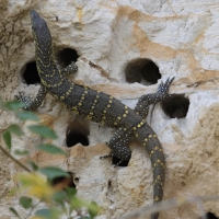 Waran nilowy - Varanus niloticus - Nile monitor
