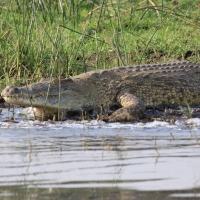 Krokodyl nilowy - Crocodylus niloticus - Nile crocodile