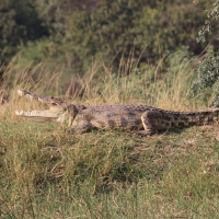 Krokodyl nilowy - Crocodylus niloticus - Nile crocodile