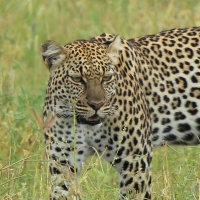 Lampart plamisty - Panthera pardus - Leopard 