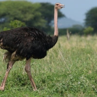 Struś czerwonoskóry - Struthio camelus - Common Ostrich