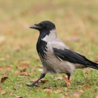 Wrona siwa - Corvus cornix - Hooded Crow