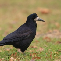 Gawron - Corvus frugilegus - Rook