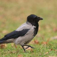 Wrona siwa - Corvus cornix - Hooded Crow
