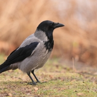 Wrona siwa - Corvus cornix - Hooded Crow