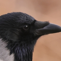 Wrona siwa - Corvus cornix - Hooded Crow