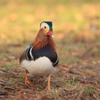 Mandarynka - Aix galericulata - Mandarin Duck