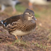 Mandarynka - Aix galericulata - Mandarin Duck