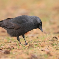 Kawka - Corvus monedula - Eurasian Jackdaw