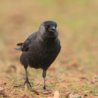 Kawka - Corvus monedula - Eurasian Jackdaw