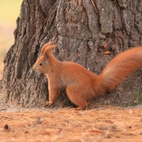 Wiewiórka ruda - Sciurus vulgaris - Red squirrel
