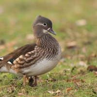 Mandarynka - Aix galericulata - Mandarin Duck