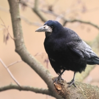 Gawron - Corvus frugilegus - Rook