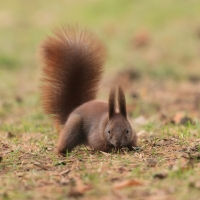 Wiewiórka ruda - Sciurus vulgaris - Red squirrel