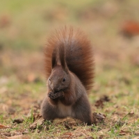 Wiewiórka ruda - Sciurus vulgaris - Red squirrel