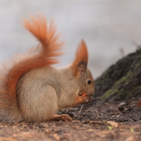 Wiewiórka ruda - Sciurus vulgaris - Red squirrel