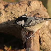 Sosnówka - Periparus ater - Coal Tit