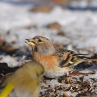 Jer - Fringilla montifringilla - Brambling