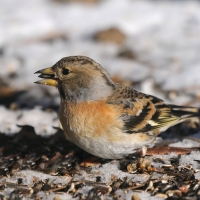 Jer - Fringilla montifringilla - Brambling