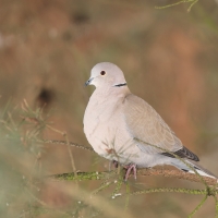 Sierpówka - Streptopelia decaocto - Eurasian Collared Dove