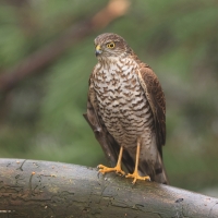 Krogulec - Eurasian Sparrowhawk