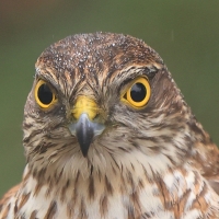 Krogulec - Eurasian Sparrowhawk