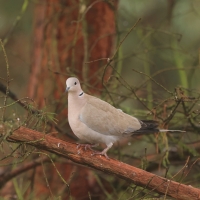 Sierpówka - Streptopelia decaocto - Eurasian Collared Dove