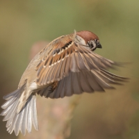 Mazurek - Passer montanus - Eurasian Tree Sparrowh