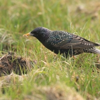 Szpak - Sturnus vulgaris - Common Starling