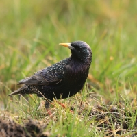 Szpak - Sturnus vulgaris - Common Starling