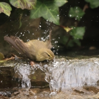 Pierwiosnek - Phylloscopus collybita - Common Chiffchaff