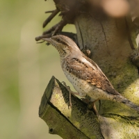 Krętogłów - Jynx torquilla - Eurasian Wryneck