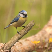 Dzierlatka - Galerida cristata - Crested Lark