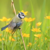 Dzierlatka - Galerida cristata - Crested Lark