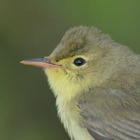 Zaganiacz - Hippolais icterina - Icterine Warbler