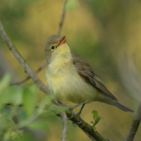 Zaganiacz - Hippolais icterina - Icterine Warbler