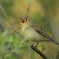 Zaganiacz - Hippolais icterina - Icterine Warbler