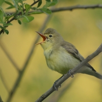 Zaganiacz - Hippolais icterina - Icterine Warbler