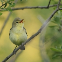 Zaganiacz - Hippolais icterina - Icterine Warbler