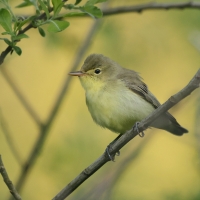 Zaganiacz - Hippolais icterina - Icterine Warbler
