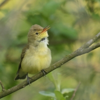 Zaganiacz - Hippolais icterina - Icterine Warbler