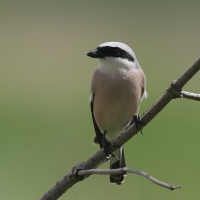 Dzierzba gąsiorek - Lanius collurio - Red-backed Shrike