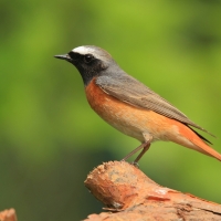 Pleszka - Phoenicurus phoenicurus - Common Redstart